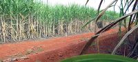 Brasil recorre à OMC por causa de subsídio da Índia ao açúcar cana de acucar Elza Fiúza Agência Brasil