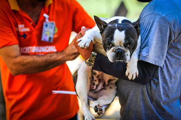 Secretaria de Saúde vacina 419 animais no bairro São Vicente