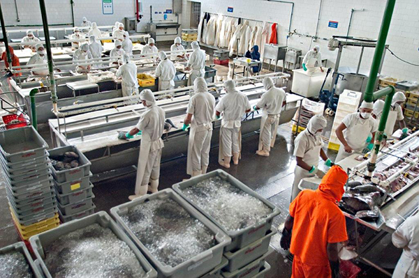 Lei motiva ampliação e modernização de parque industrial de pescado no Estado do Rio