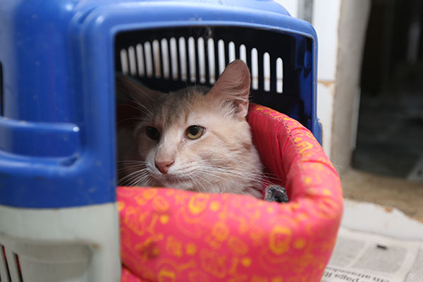 Veterinário dá dicas de como preservar a saúde dos felinos de estimação