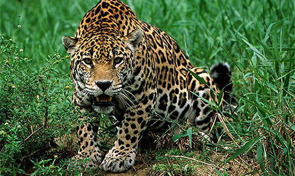 Ativistas cobram justiça por onças mortas e expostas na Internet