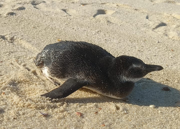 Foto: Banco de Imagens Pinguins são resgatados em Maricá