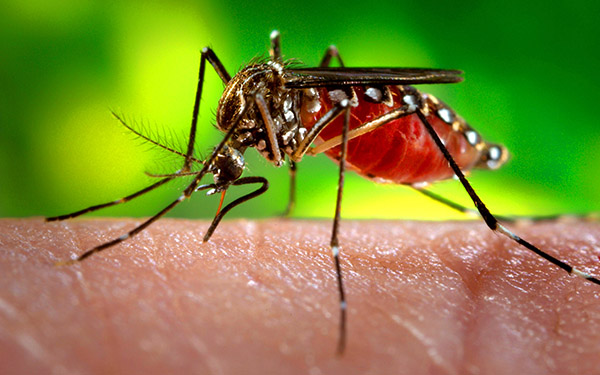 Foto: Banco de Imagens Brasil bate recorde de mortes por dengue em 2023