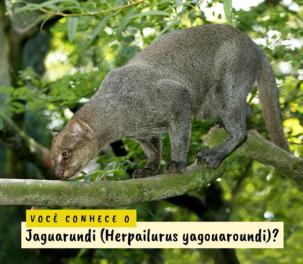 Foto: Banco de Imagens Maricá faz registro raro de um gato-mourisco