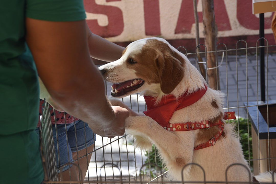 Cães e gatos ganham novo lar na campanha de adoção de animais
