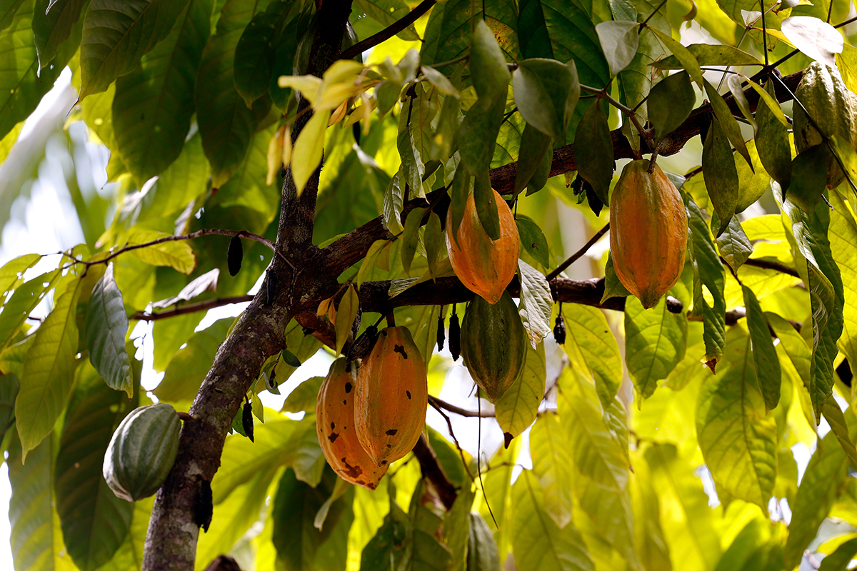 Brasil define novos padrões para chocolate com exigência de percentual mínimo de cacau