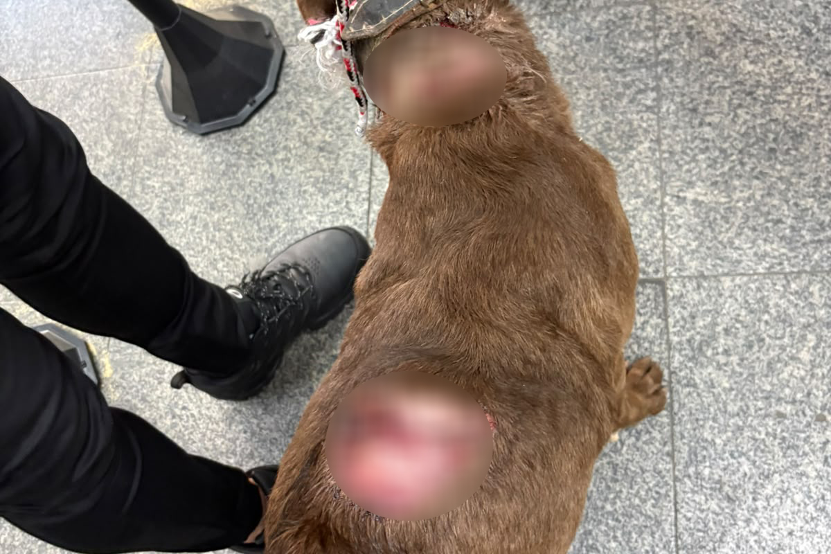 Comissão da Alerj resgata cão abandonado com tumor