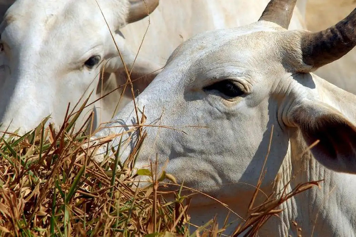 Foto: Arquivo/Agência Brasil Carne brasileira passa a pagar tarifa de 67% para entrar na China após esgotamento de cota